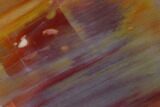 Colorful Petrified Wood (Araucarioxylon) Section - Arizona #133221-1